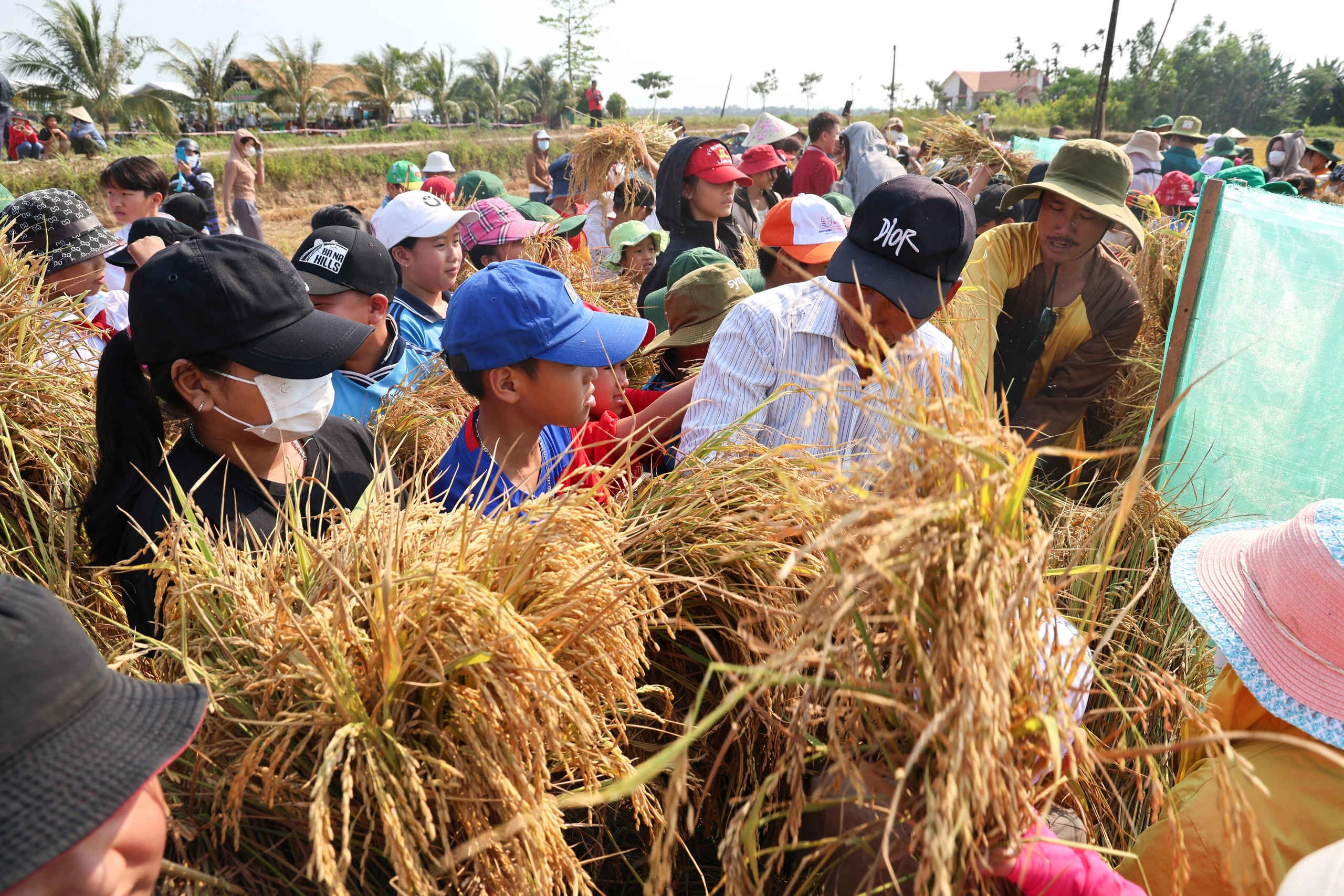 Đặc sắc lễ hội ngày mùa trên quê hương cố Thủ tướng Phạm Văn Đồng