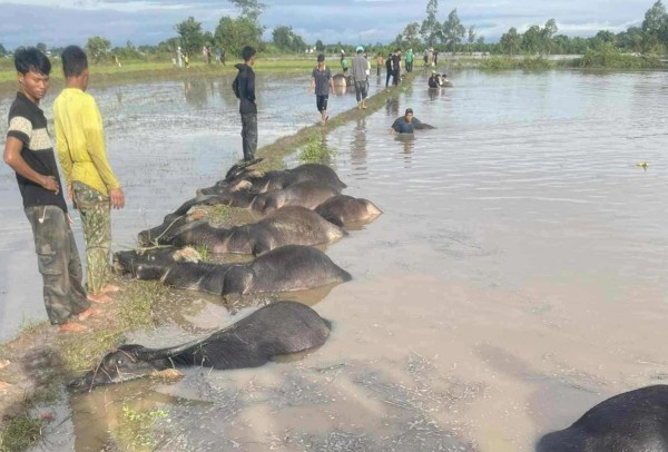 Đắk Lắk: Người dân ngậm ngùi nhìn trâu chết ngạt do nước lũ dâng cao do bão Kalmeagi