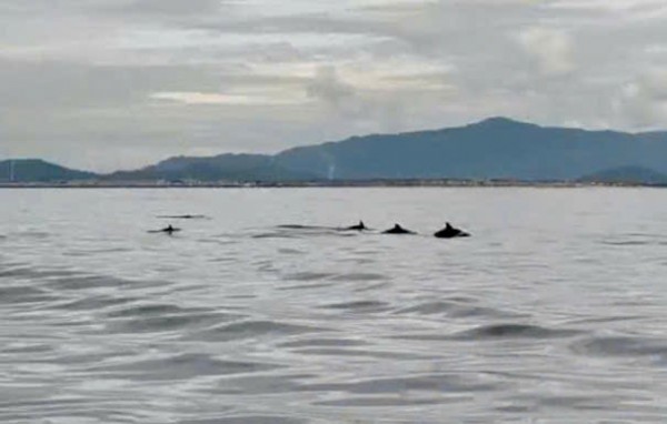 Đàn cá heo bơi lượn tung tăng gần đảo Hòn Cau Đàn cá heo bơi lượn tung tăng gần đảo Hòn Cau