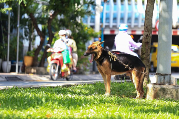 Đề xuất nuôi chó, mèo ở TP.HCM phải đăng ký, kê khai trong 3 ngày