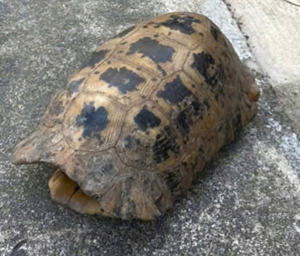 Đi hái rau, người phụ nữ bắt gặp rùa núi vàng quý hiếm Đi hái rau, người phụ nữ bắt gặp rùa núi vàng quý hiếm