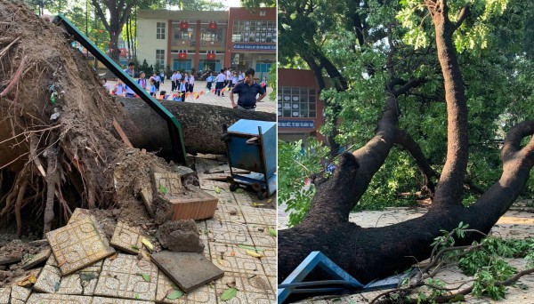 Đồng Nai: Cây xà cừ cao 20 m ở trường tiểu học bật gốc trong mưa Đồng Nai: Cây xà cừ cao 20 m ở trường tiểu học bật gốc trong mưa