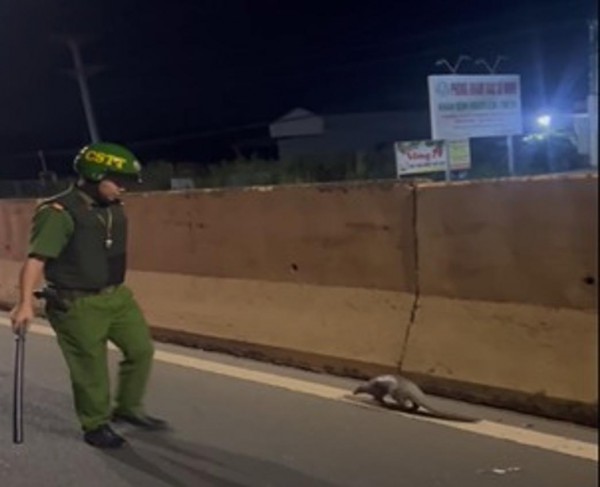 Đồng Nai: Công an tuần tra, phát hiện động vật quý hiếm đang bò trên quốc lộ 13 Đồng Nai: Công an tuần tra, phát hiện động vật quý hiếm đang bò trên quốc lộ 13