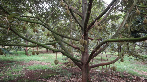 Đồng Nai: Kết nối, xây dựng chuỗi liên kết bền vững cho 'vua của các loại trái cây'