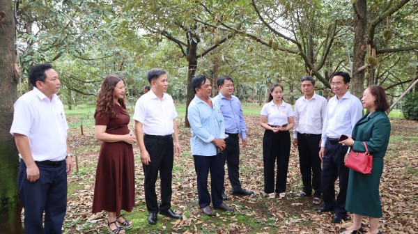 Đồng Nai: Kết nối, xây dựng chuỗi liên kết bền vững cho 'vua của các loại trái cây'