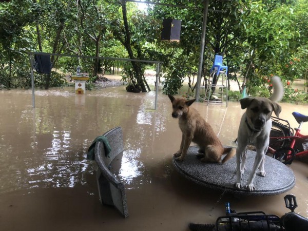 Đồng Nai: Mưa to rạng sáng, nước tràn vào nhà dân, nhiều hộ không kịp trở tay