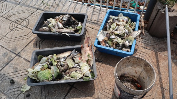 Đồng Nai: Tìm nguyên nhân cá chết ở lòng hồ thủy lợi Phước Hòa