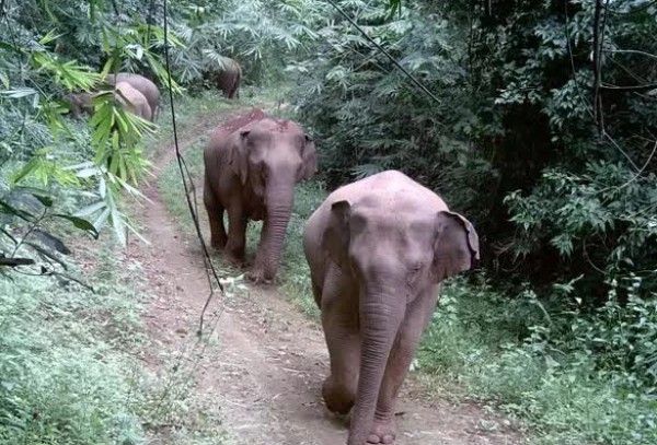 Đồng Nai nghiên cứu mở tour du lịch xem voi hoang dã Đồng Nai nghiên cứu mở tour du lịch xem voi hoang dã