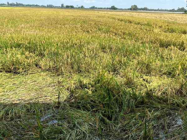 Đồng Tháp: Bị cản không cho đưa máy móc vô ruộng thu hoạch lúa, người dân cầu cứu Đồng Tháp: Bị cản không cho đưa máy móc vô ruộng thu hoạch lúa, người dân cầu cứu