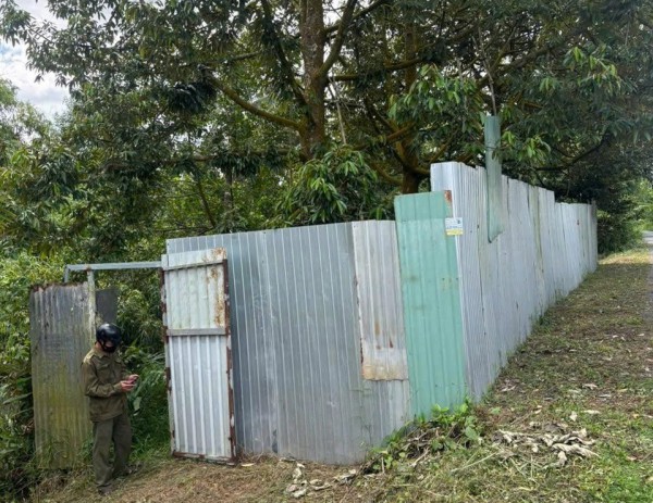 Đồng Tháp: Phát hiện thi thể phân hủy trong vườn sầu riêng Đồng Tháp: Phát hiện thi thể phân hủy trong vườn sầu riêng