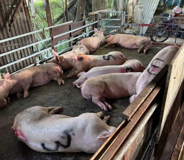 Đột kích 2 lò giết mổ heo 'chui' trong hẻm sâu ở TP.HCM Đột kích 2 lò giết mổ heo 'chui' trong hẻm sâu ở TP.HCM