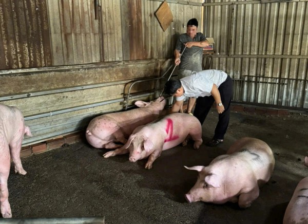 Đột kích 2 lò giết mổ heo 'chui' trong hẻm sâu ở TP.HCM Đột kích 2 lò giết mổ heo 'chui' trong hẻm sâu ở TP.HCM