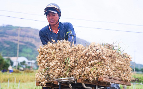 Được mùa tỏi Lý Sơn - Quảng Ngãi nhưng nông dân 'thua giá'
