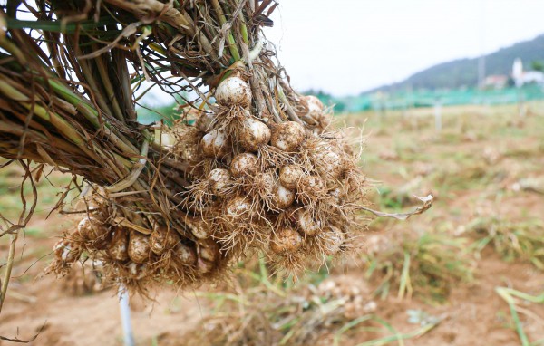 Được mùa tỏi Lý Sơn - Quảng Ngãi nhưng nông dân 'thua giá'