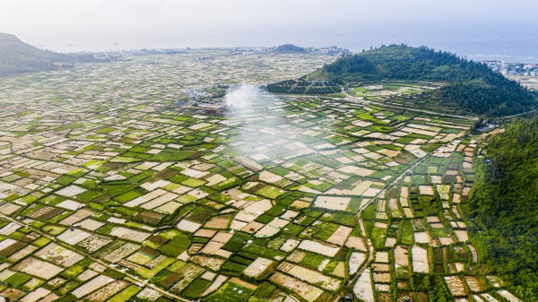 Được mùa tỏi Lý Sơn - Quảng Ngãi nhưng nông dân 'thua giá'