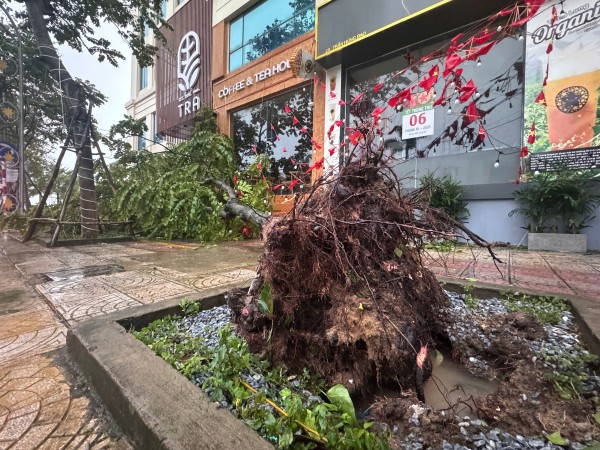 Đường phố Đồng Hới ngổn ngang, cây đổ mái tôn bay sau bão số 10 Đường phố Đồng Hới ngổn ngang, cây đổ mái tôn bay sau bão số 10