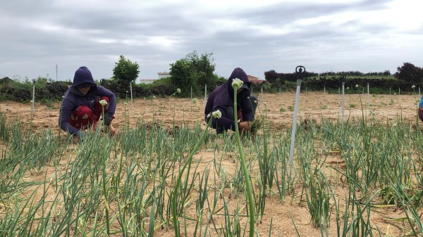 Ứng phó bão Fengshen: Nông dân tất bật 'cứu hộ' hành Lý Sơn