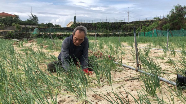 Ứng phó bão Fengshen: Nông dân tất bật 'cứu hộ' hành Lý Sơn