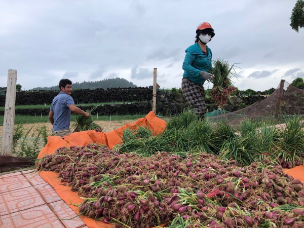 Ứng phó bão Fengshen: Nông dân tất bật 'cứu hộ' hành Lý Sơn