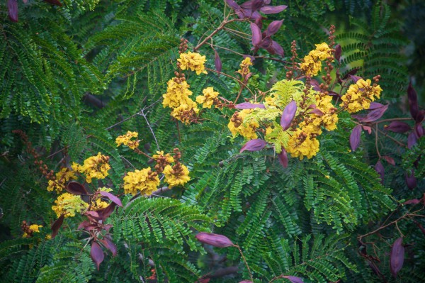 Cây gì bị cấm trồng trong trường học?