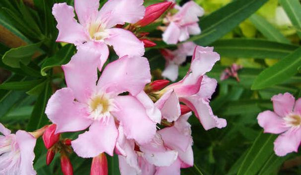 Cây gì bị cấm trồng trong trường học?