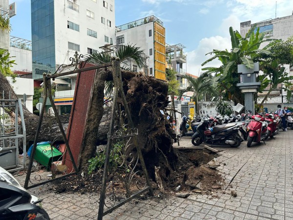 Cây xanh trong trường bật gốc, 5 người bị thương