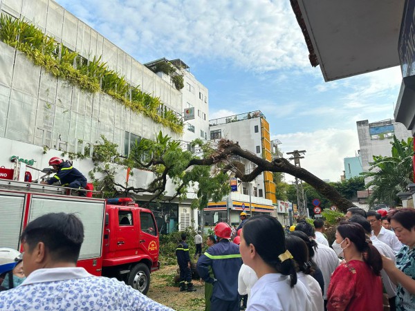 Cây xanh trong trường bật gốc, 5 người bị thương