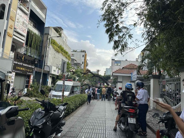 Cây xanh trong trường bật gốc: Báo cáo chính thức của nhà trường