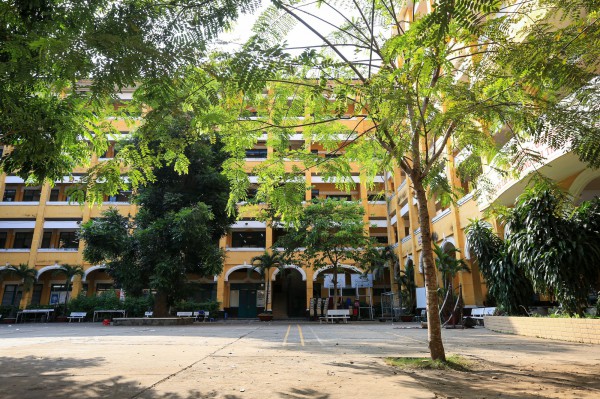 Không nên trồng cây gì trong trường học để tránh những chuyện đau lòng?