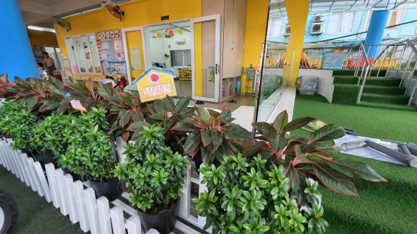 Không nên trồng cây gì trong trường học để tránh những chuyện đau lòng?