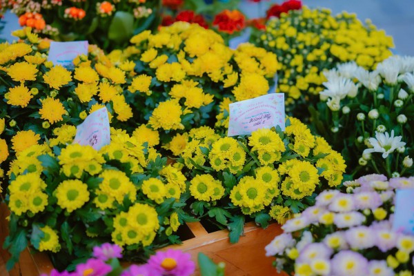 TP.HCM rực rỡ sắc hoa đón tết ở những trường học hàng ngàn mét vuông TP.HCM rực rỡ sắc hoa đón tết ở những trường học hàng ngàn mét vuông