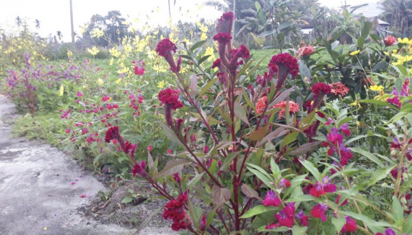 Tết quê thời nay khác gì ngày xưa? Tết quê thời nay khác gì ngày xưa?