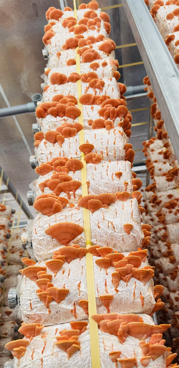 Thầy giáo miền Tây trồng nấm vân chi đỏ bằng quy trình cải tiến tích hợp IoT