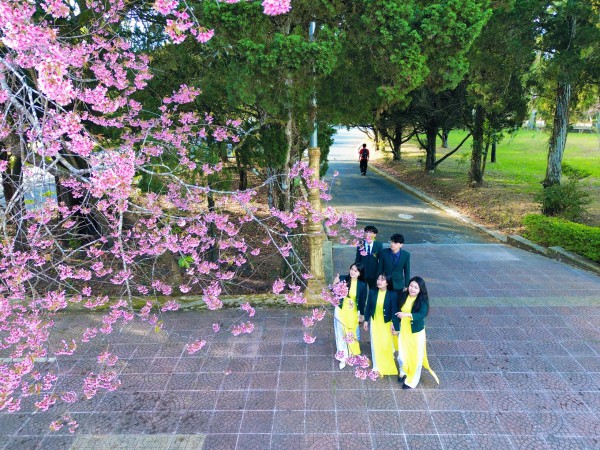 Trường ĐH Đà Lạt rực sắc mai anh đào, sinh viên, du khách thích thú chụp ảnh