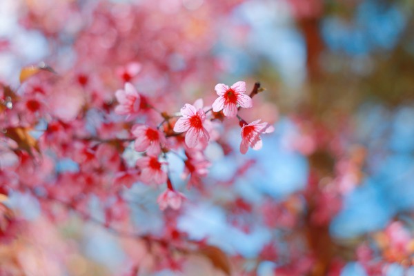 Trường ĐH Đà Lạt rực sắc mai anh đào, sinh viên, du khách thích thú chụp ảnh