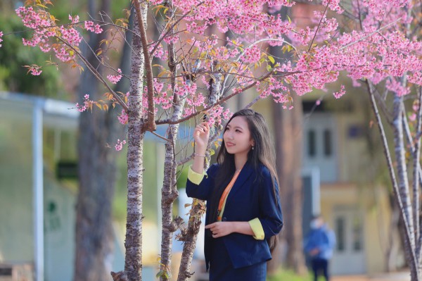 Trường ĐH Đà Lạt rực sắc mai anh đào, sinh viên, du khách thích thú chụp ảnh