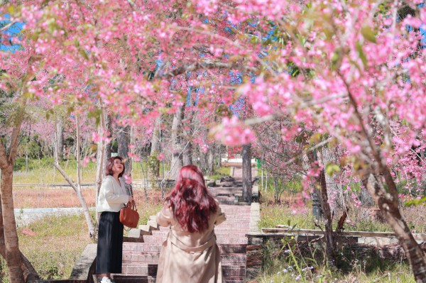 Trường ĐH Đà Lạt rực sắc mai anh đào, sinh viên, du khách thích thú chụp ảnh