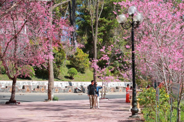 Trường ĐH Đà Lạt rực sắc mai anh đào, sinh viên, du khách thích thú chụp ảnh