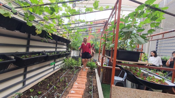 Độc đáo vườn cộng đồng ở TP.HCM, ai cũng có thể đến trồng cây, hái rau