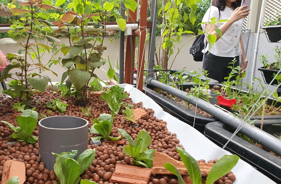 Độc đáo vườn cộng đồng ở TP.HCM, ai cũng có thể đến trồng cây, hái rau