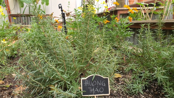 Độc đáo vườn cộng đồng ở TP.HCM, ai cũng có thể đến trồng cây, hái rau