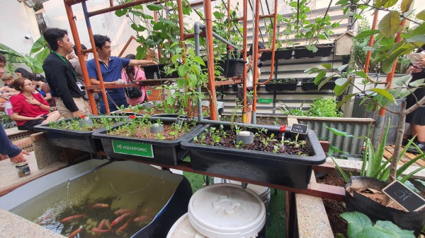 Độc đáo vườn cộng đồng ở TP.HCM, ai cũng có thể đến trồng cây, hái rau