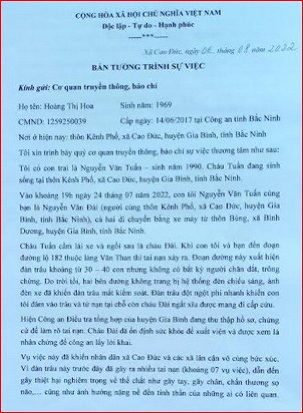 Bắc Ninh: Cảnh báo tình trạng trâu thả rông, gây tại nạn giao thông