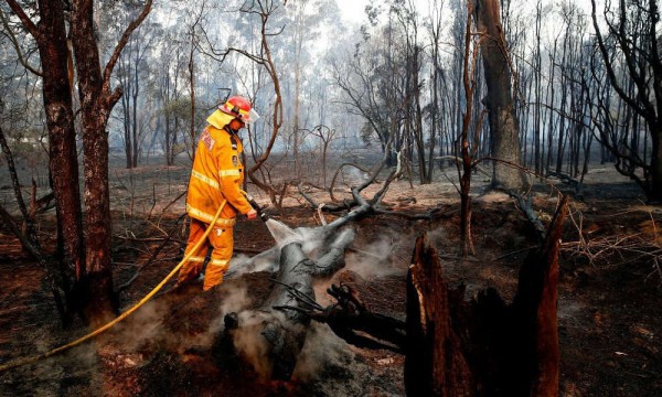 Mối liên hệ giữa khủng hoảng khí hậu và cháy rừng
