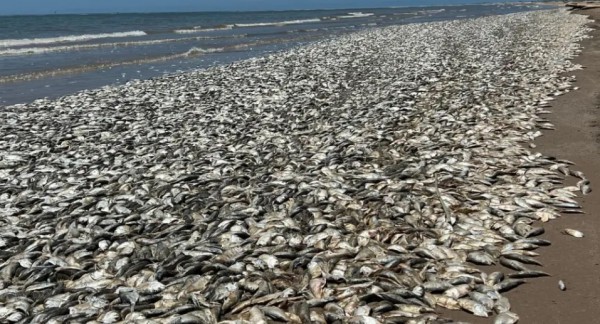 Mỹ: Xác chết của hàng nghìn con cá phủ kín bờ biển bang Texas