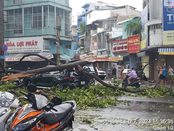 TPHCM: Hàng loạt cây xanh bật gốc trong cơn mưa dông, đè trúng ôtô