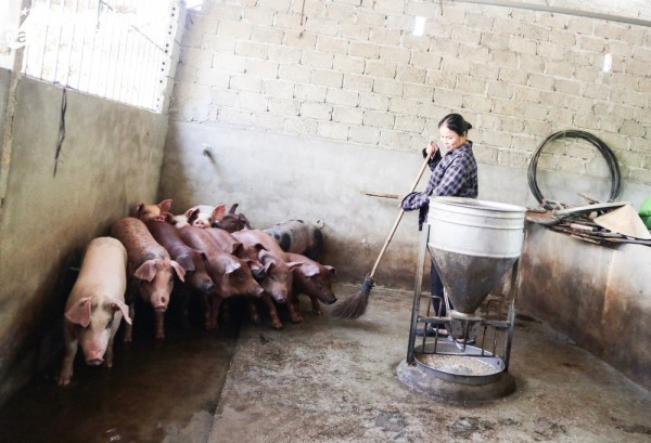 Thanh Chương (Nghệ An): Xây dựng được 33 mô hình ứng dụng biogas vào xử lý chất thải chăn nuôi