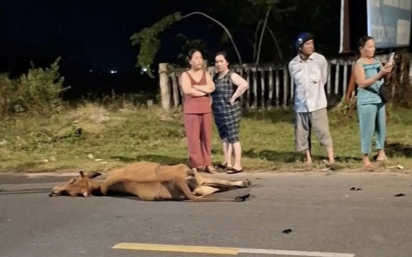 Thanh niên nguy kịch khi điều khiển xe máy tông phải bò thả rông Thanh niên nguy kịch khi điều khiển xe máy tông phải bò thả rông