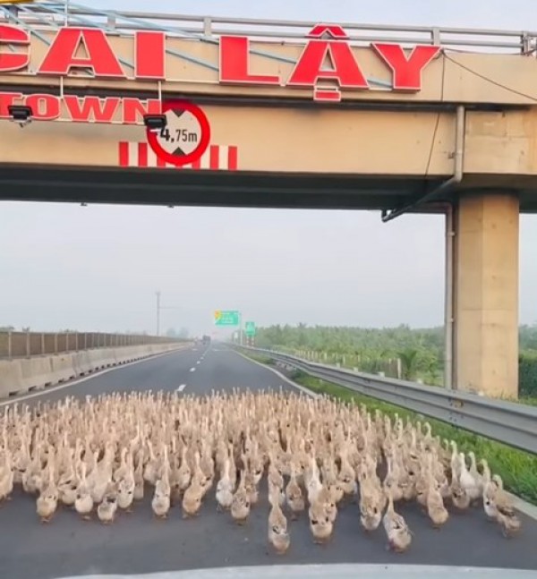 Đàn vịt hàng trăm con "đại náo" đường cao tốc Trung Lương - Mỹ Thuận