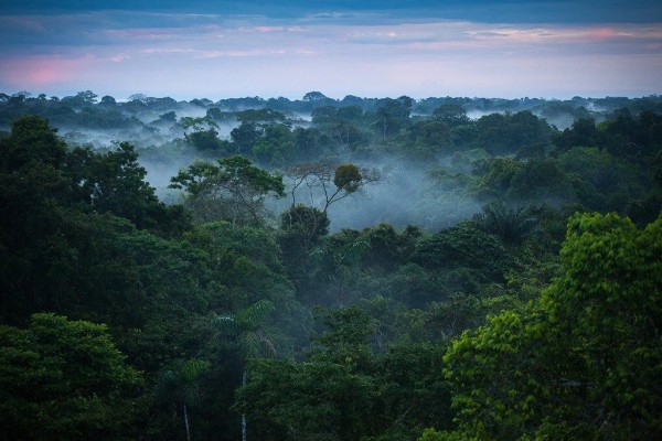 Anh cam kết tài trợ 9,2 triệu USD cho dự án đo CO2 tại rừng Amazon